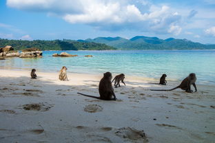 乐鱼体育在线下载-世界沙滩龙舟锦标赛中国团队表现优异，国际龙舟锦标赛
